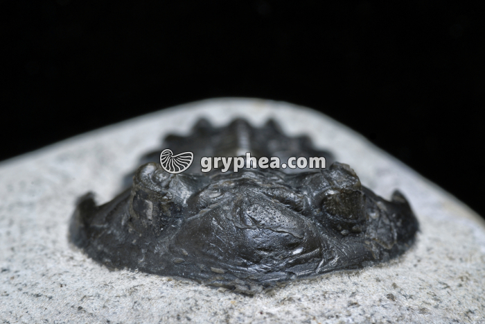 Trilobite (Metacanthina barrandei, Devonien) - gryphea.org